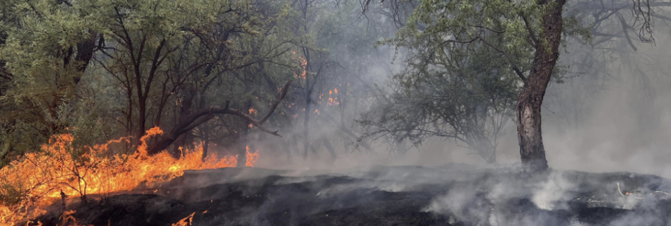 Sand Stone Fire 2024, photo on the cover of the 2024 Southwest Wildfire Season Overview Report. Photo by Nick Castro